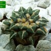 Ariocarpus _kotschoubeyanus_ 01